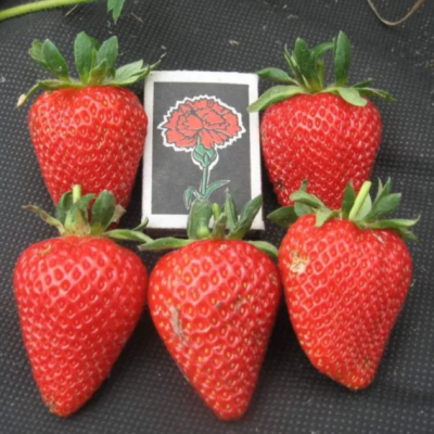 Клубника Сан Андреас/Ремонтантная Клубника Сан Андреас/Ремонтантная фото