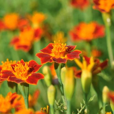 Бархатцы тонколистные Паприка фото