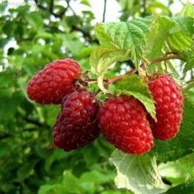 Малиновое дерево Крепыш Малиновое дерево Крепыш фото