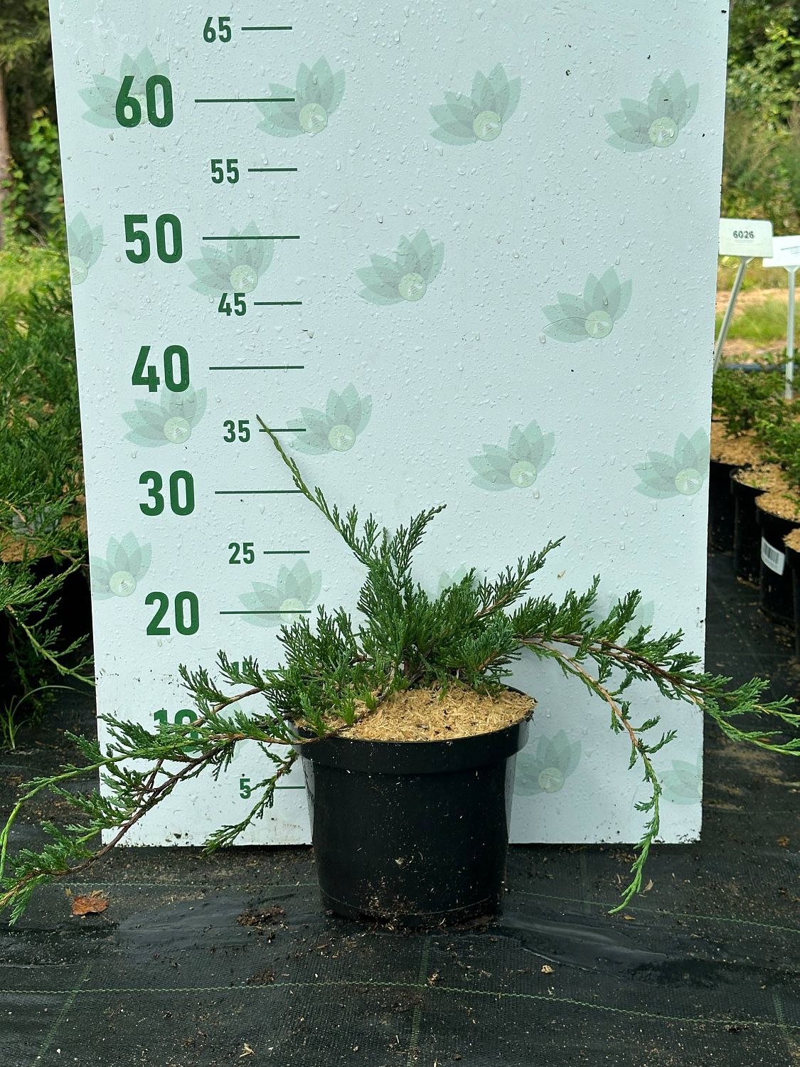 Можжевельник горизонтальный Прострата, С3 - Dolina-Sad.Ru