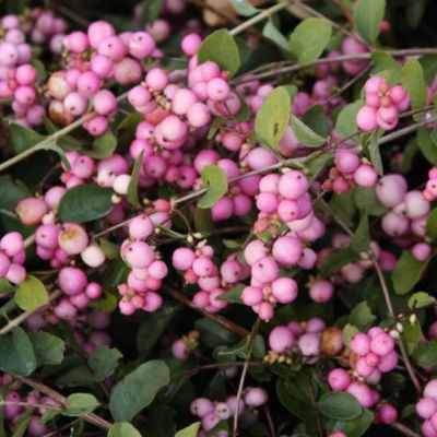 Снежноягодник Аметист фото