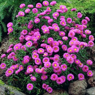 Астра новобельгийская Патрисия Баллард - Dolina-Sad.Ru