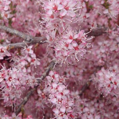 Гребенщик мелкоцветный Гребенщик мелкоцветный фото