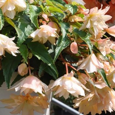 Бегония Беллекония Крем Бегония Беллекония Крем - Dolina-Sad.Ru