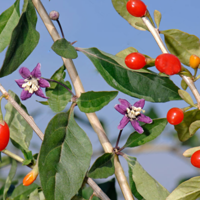Дереза обыкновенная фото