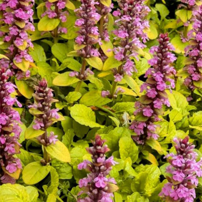 Живучка ползучая "Голд Чанг" Живучка ползучая "Голд Чанг" фото