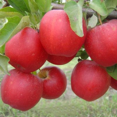 Яблоня Гала Яблоня Гала - Dolina-Sad.Ru