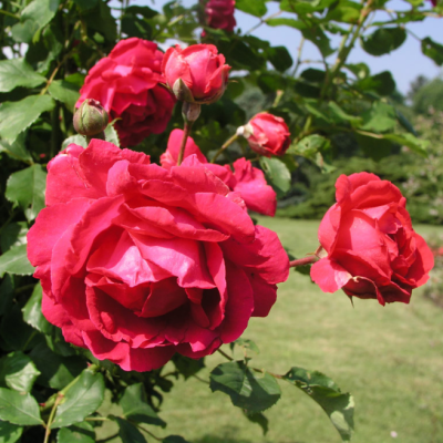 Роза Пол Скарлет Роза Пол Скарлет фото