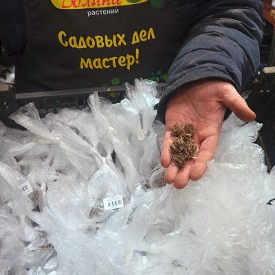 Ранункулюс Оранж Ранункулюс Оранж фото