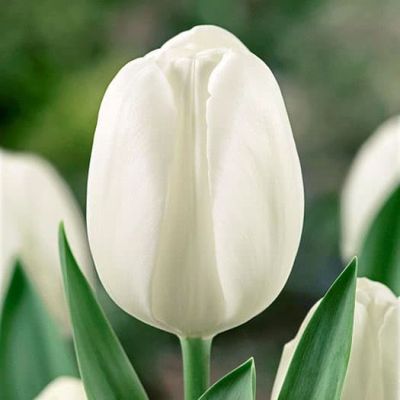 Тюльпан Дарвиcноу Тюльпан Дарвиcноу фото