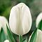 Тюльпан Дарвиcноу Тюльпан Дарвиcноу фото