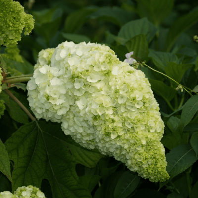 Гортензия дуболистная Гармония Гортензия дуболистная Гармония фото