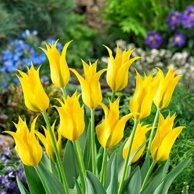 Тюльпан Хамминг Берд Тюльпан Хамминг Берд фото