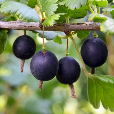 Йошта Йошта фото