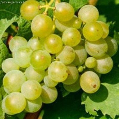 Виноград Мускат белый Шатилова фото
