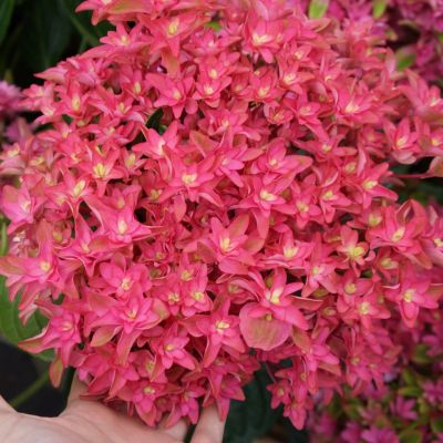 Гортензия крупнолистная Принцесса Диана Гортензия крупнолистная Принцесса Диана фото