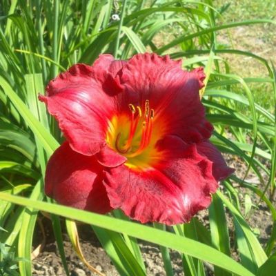 Лилейник Хей Зе (в горшке 1л) фото