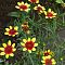 Кореопсис Хоней Бонч Ред энд Голд , x Кореопсис Хоней Бонч Ред энд Голд , x фото