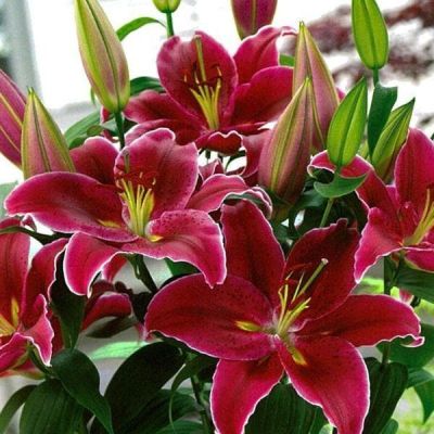 Лилия Мару Лилия Мару фото