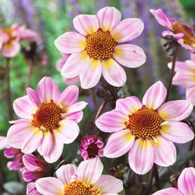 Георгина Американ Пай Георгина Американ Пай - Dolina-Sad.Ru