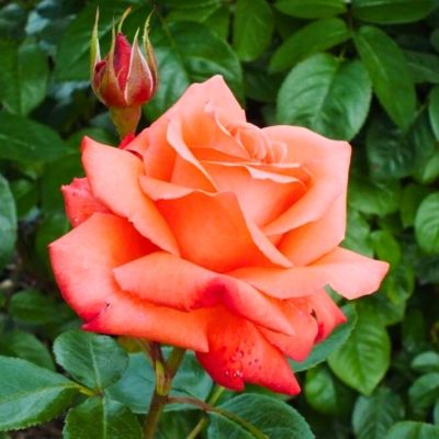 Роза Аве Мария - Dolina-Sad.Ru