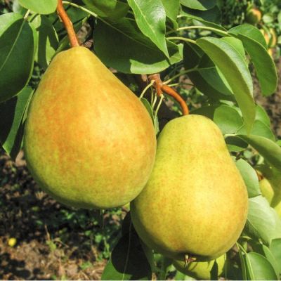 Груша Флейта Груша Флейта - Dolina-Sad.Ru