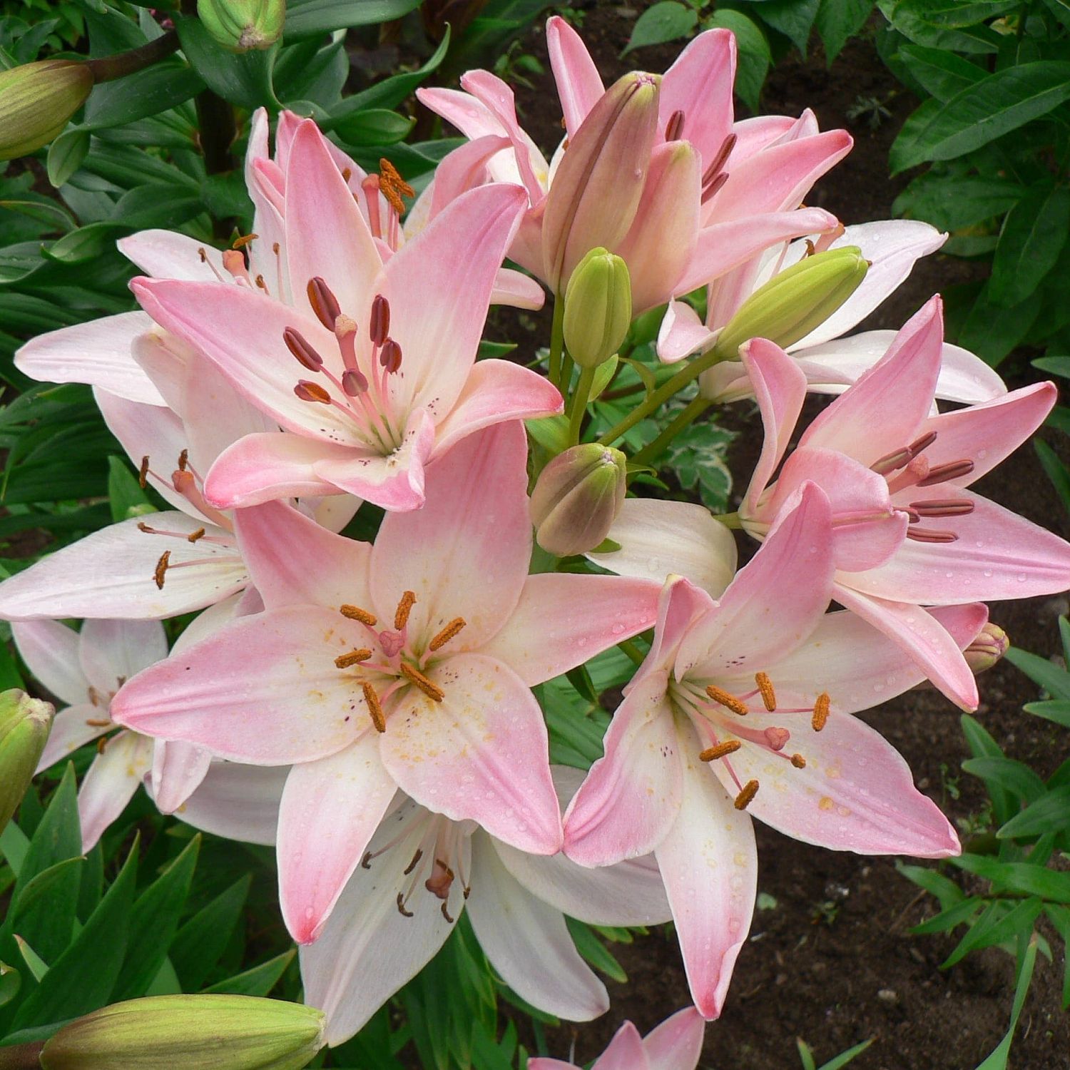 Лилия Марлене (в горшке) Лилия Марлене (в горшке) фото