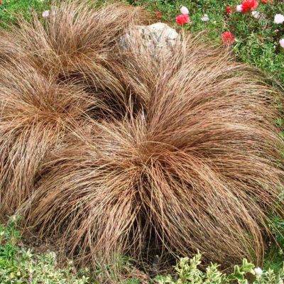 Осока жгутиковая Bronzita Осока жгутиковая Bronzita - Dolina-Sad.Ru