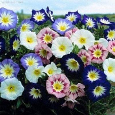 Вьюнок Трехцветный Мамба, смесь фото