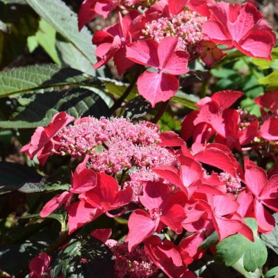 Гортензия крупнолистная Селина - Dolina-Sad.Ru