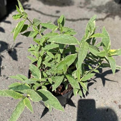 Буддлея Давида Арлекин - Dolina-Sad.Ru