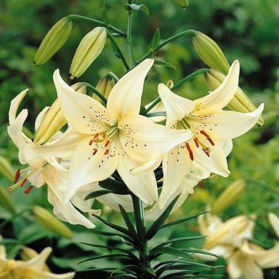 Лилия Свит Саррендер Лилия Свит Саррендер фото