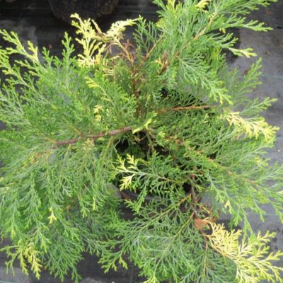 Микробиота перекрёстнопарная Голд Спот Микробиота перекрёстнопарная Голд Спот - Dolina-Sad.Ru