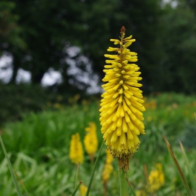 Книфофия Министр Вершуур - Dolina-Sad.Ru