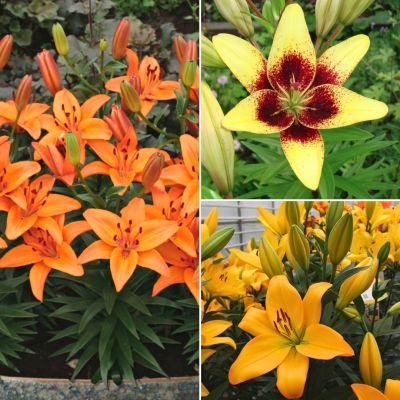 Микс лилий Монако Микс лилий Монако - Dolina-Sad.Ru