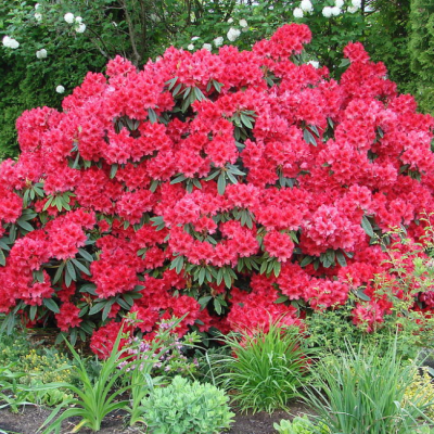 Рододендрон Раджа Рододендрон Раджа фото