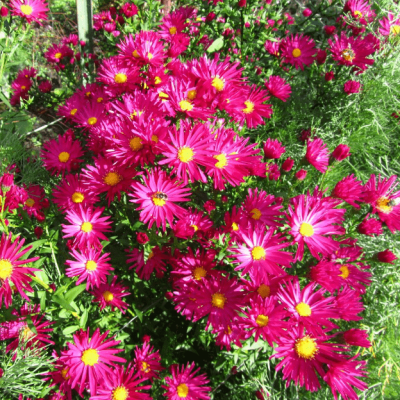 Астра кустарниковая Айленд Бахамас , C2 фото