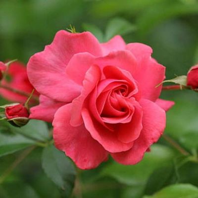 Роза Бэд Бирнбах Роза Бэд Бирнбах фото