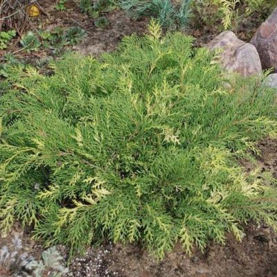 Микробиота перекрёстнопарная Голд Спот Микробиота перекрёстнопарная Голд Спот - Dolina-Sad.Ru