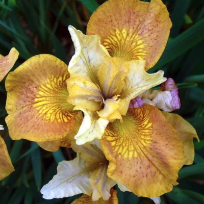 Ирис Баттерскотч Физз Ирис Баттерскотч Физз - Dolina-Sad.Ru