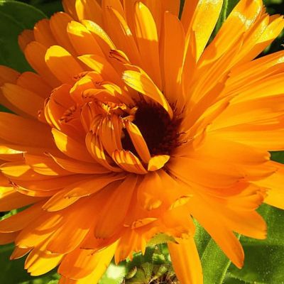 Календула Смесь окрасок Календула Смесь окрасок фото