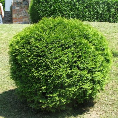 Туя Западная Глобоза Туя Западная Глобоза фото