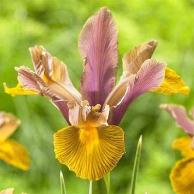 Ирис Браун Лассо фото