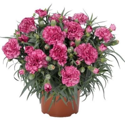 Гвоздика Ориентал Бин Фэйт - Dolina-Sad.Ru