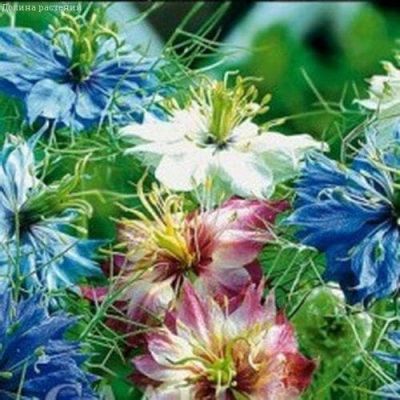 Нигелла Пестрая дорожка, Дамасская смесь Нигелла Пестрая дорожка, Дамасская смесь фото