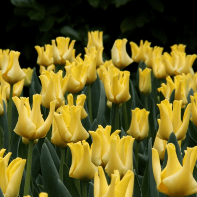 Тюльпан Еллоу Краун Тюльпан Еллоу Краун фото