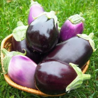 Баклажан Вера Баклажан Вера фото