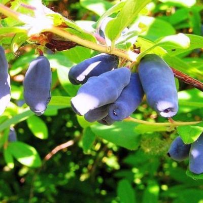 Жимолость Синичка Жимолость Синичка фото