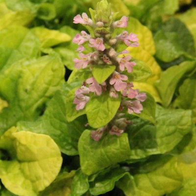 Живучка ползучая "Голд Чанг" Живучка ползучая "Голд Чанг" фото