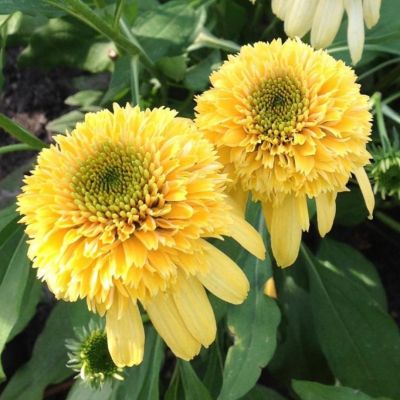 Эхинацея Дабл Скуп Лемон Крим - Dolina-Sad.Ru